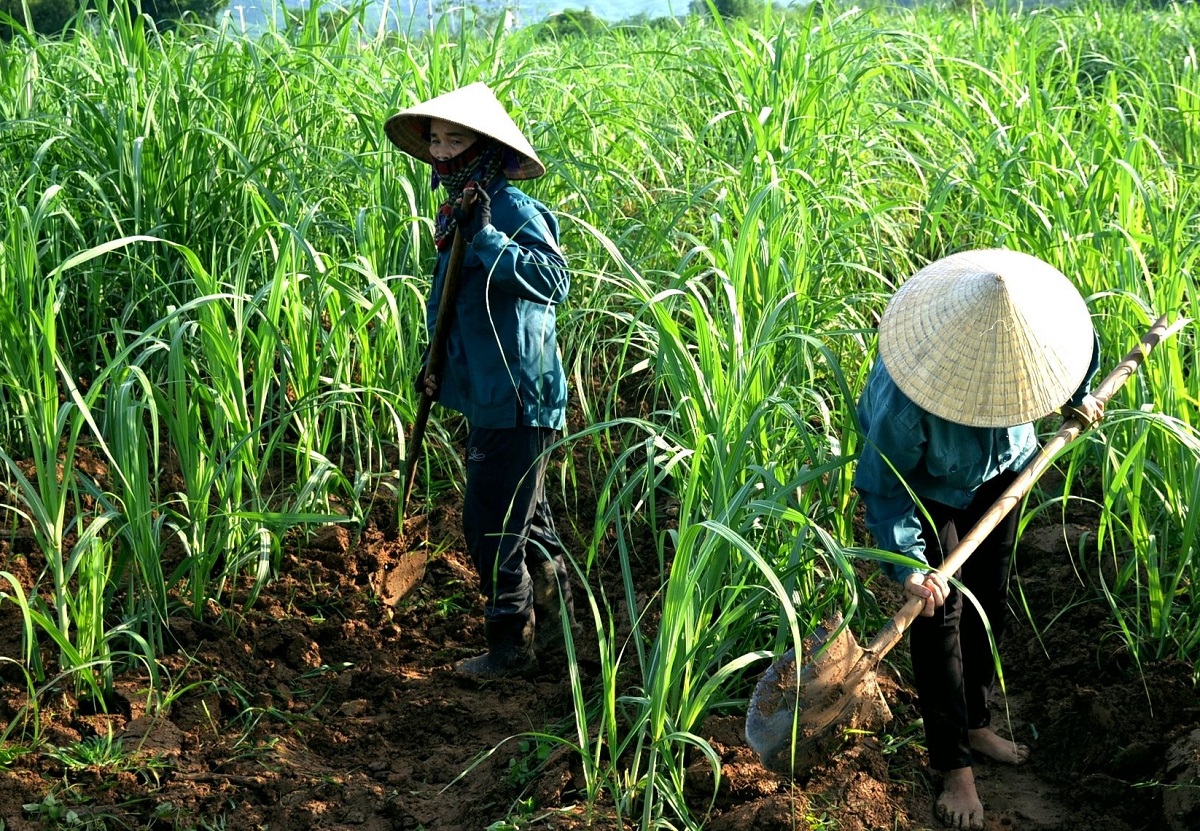 Nhờ áp dụng các biện pháp phòng vệ thương mại, nhiều vùng nguyên liệu mía bị phá bỏ trước đây đã được khôi phục trở lại. Ảnh minh họa.
