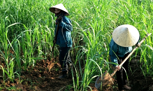 Gia hạn biện pháp phòng vệ thương mại đối với đường mía Thái Lan thêm 5 năm