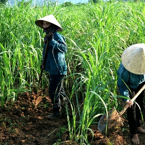 Nhờ áp dụng các biện pháp phòng vệ thương mại, nhiều vùng nguyên liệu mía bị phá bỏ trước đây đã được khôi phục trở lại. Ảnh minh họa.