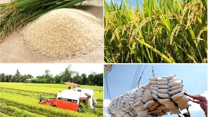 Vietnam's rice export revenue hits $2.09 bln in 5M 