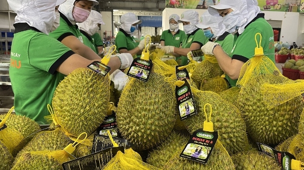 Xuất khẩu rau quả Việt Nam và bài toán tái cấu trúc, đa dạng hóa thị trường