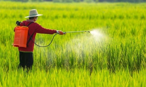 Cần hơn 11 năm để đưa một hoạt chất bảo vệ thực vật mới ra thị trường