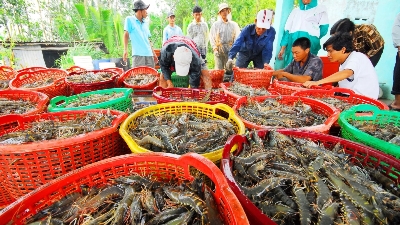 Some 778 Vietnamese seafood enterprises licensed to export to Taiwan (China)
