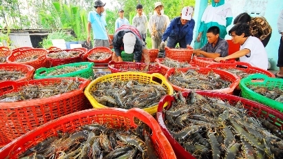 Some 778 Vietnamese seafood enterprises licensed to export to Taiwan (China)