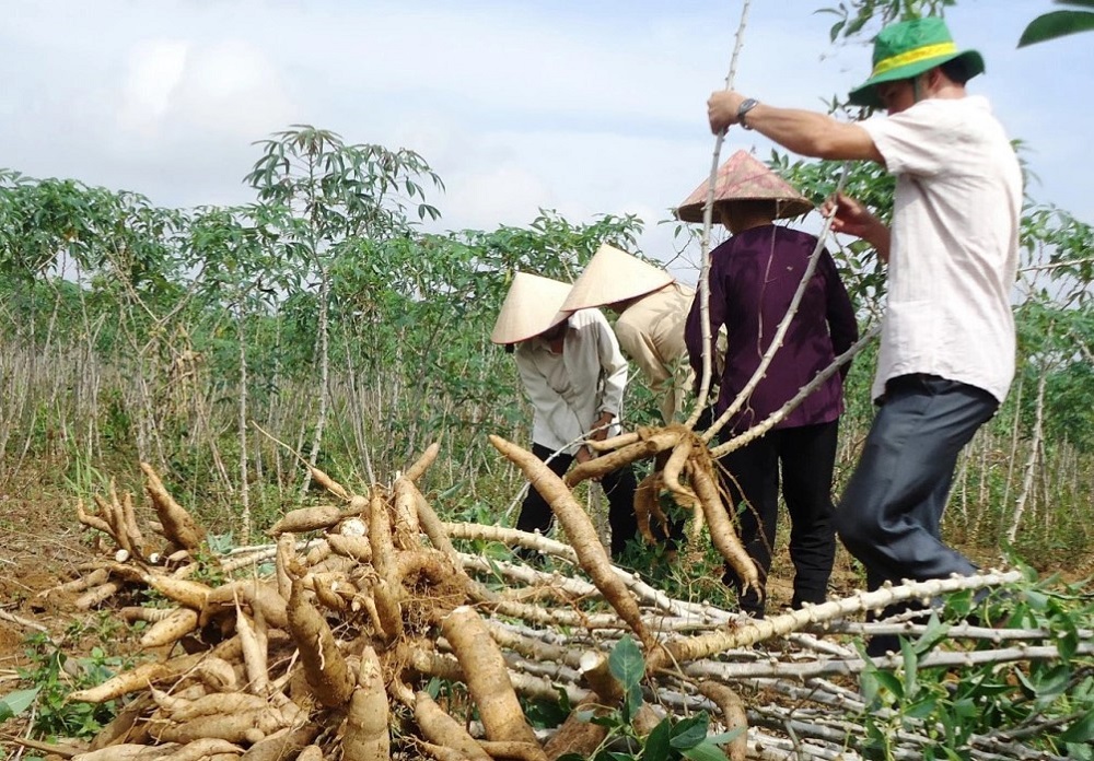 Sắn là một trong những nguồn nguyên liệu chính cho sản xuất ethanol. Ảnh minh họa.