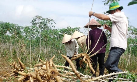 Đồng bộ giải pháp để phát triển nhiên liệu sinh học bền vững