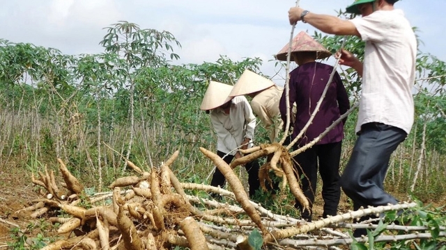 Đồng bộ giải pháp để phát triển nhiên liệu sinh học bền vững