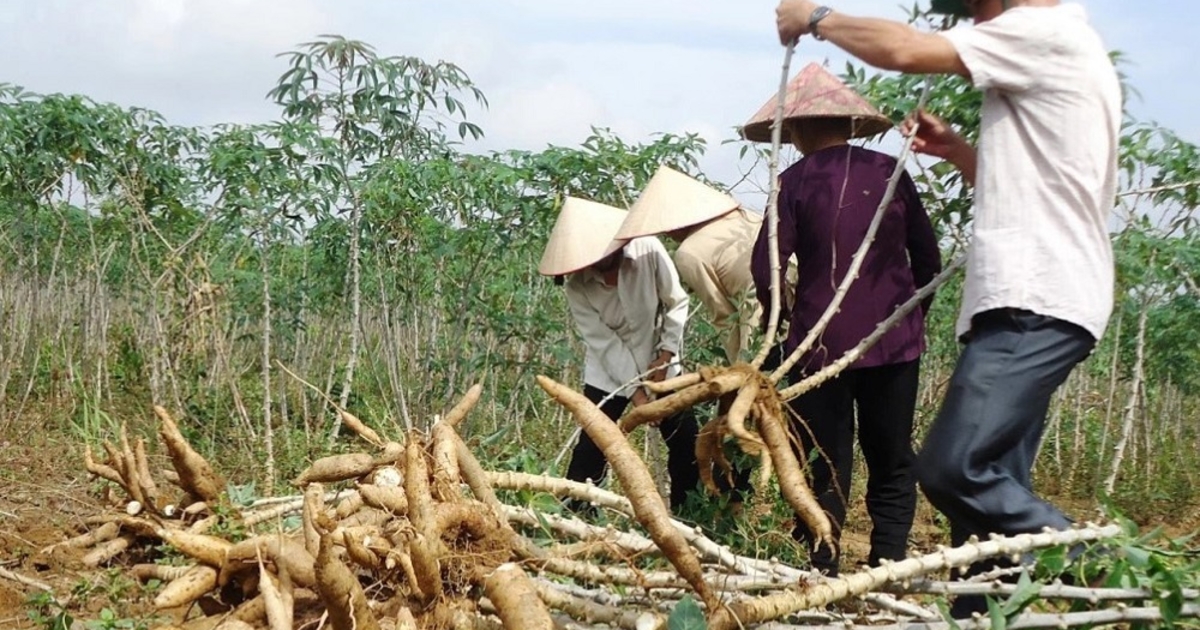 Đồng bộ giải pháp để phát triển nhiên liệu sinh học bền vững