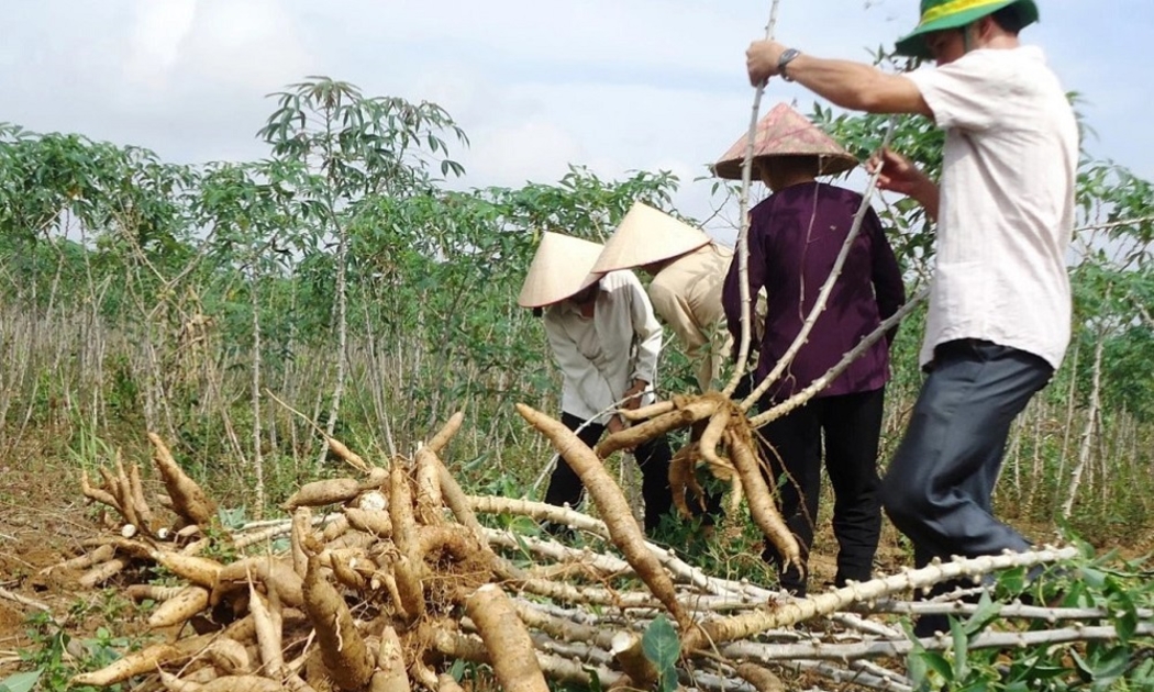 Sắn là một trong những nguồn nguyên liệu chính cho sản xuất ethanol. Ảnh minh họa.