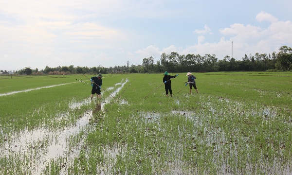 Nâng cao an toàn lao động cho nông dân trên đồng ruộng