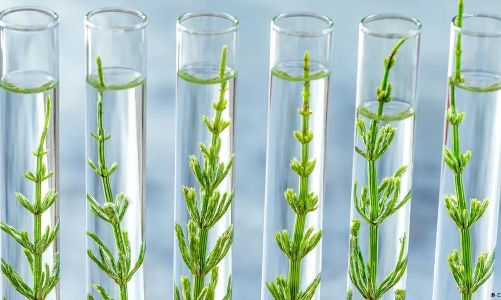 Chỉnh sửa gen cây trồng bằng CRISPR: Cơ hội thích ứng biến đổi khí hậu và những lo ngại