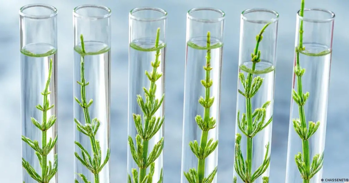 Chỉnh sửa gen cây trồng bằng CRISPR: Cơ hội thích ứng biến đổi khí hậu và những lo ngại