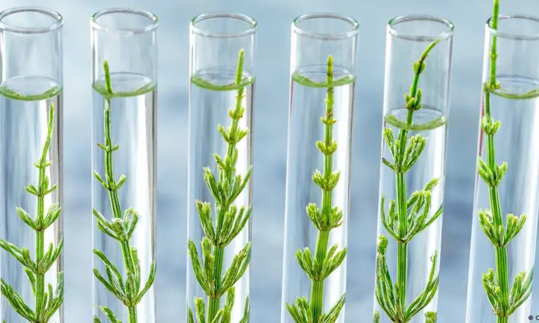 Chỉnh sửa gen cây trồng bằng CRISPR: Cơ hội thích ứng biến đổi khí hậu và những lo ngại