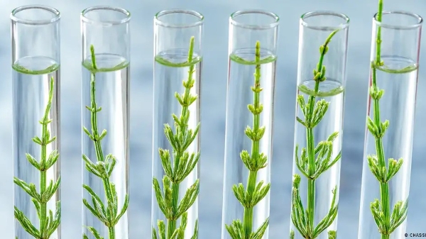 Chỉnh sửa gen cây trồng bằng CRISPR: Cơ hội thích ứng biến đổi khí hậu và những lo ngại