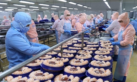 Doanh nghiệp thủy sản đang đối mặt với nhiều áp lực. Ảnh minh họa.