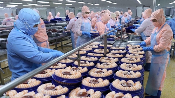 Cước vận tải biển tăng nóng, doanh nghiệp thủy sản đối mặt áp lực kép