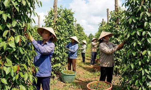 Hồ tiêu Việt Nam đón cơ hội lớn từ thị trường Trung Đông, Nam Á