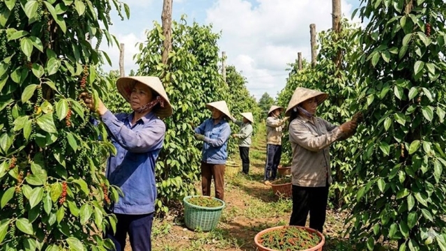 Hồ tiêu Việt Nam đón cơ hội lớn từ thị trường Trung Đông, Nam Á