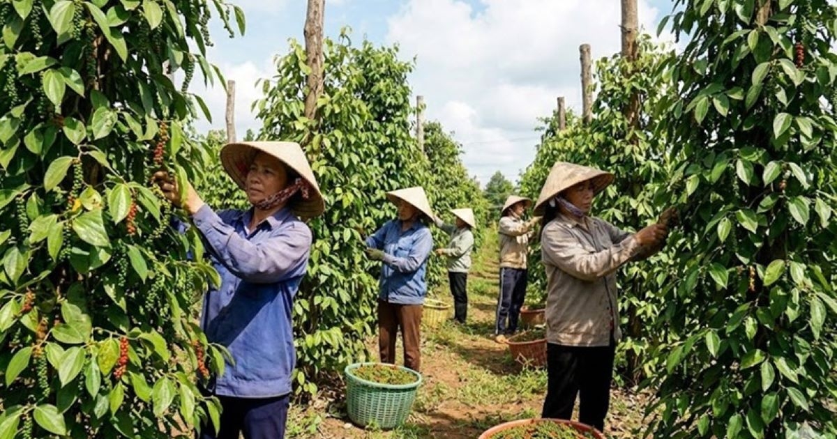 Hồ tiêu Việt Nam đón cơ hội lớn từ thị trường Trung Đông, Nam Á