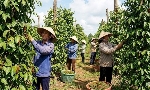Hồ tiêu Việt Nam đón cơ hội lớn từ thị trường Trung Đông, Nam Á