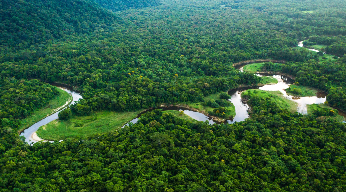 Dự án Mombak tại rừng Amazon, Brazil là lựa chọn đầu tiên của Symbiosis Coalition. Ảnh: CNtraveller