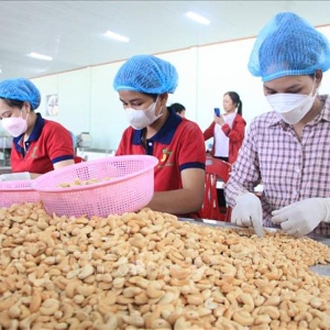 Vinacas đã điều chỉnh mục tiêu xuất khẩu điều năm 2026 xuống còn 5 tỷ USD, thấp hơn mức hơn 5,4 tỷ USD của năm 2025. Ảnh minh họa.