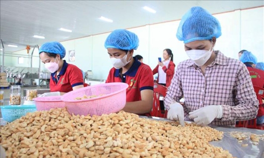 Vinacas đã điều chỉnh mục tiêu xuất khẩu điều năm 2026 xuống còn 5 tỷ USD, thấp hơn mức hơn 5,4 tỷ USD của năm 2025. Ảnh minh họa.