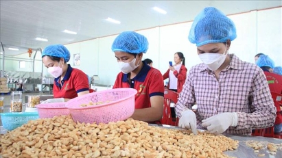 Cashew industry lowers export targets amid Middle East challenges