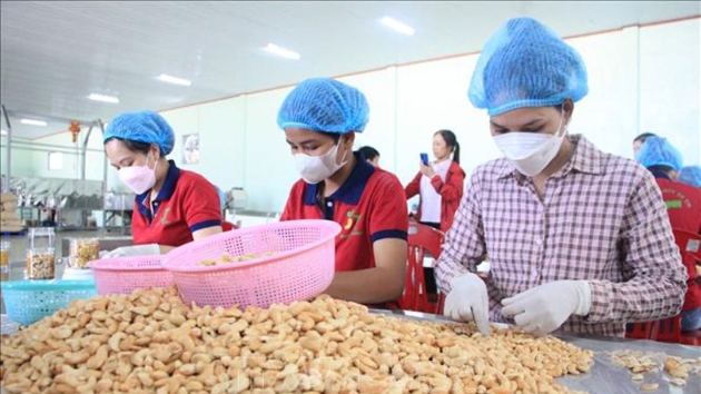 Cashew industry lowers export targets amid Middle East challenges