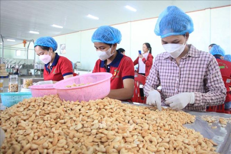 Cashew industry lowers export targets amid Middle East challenges