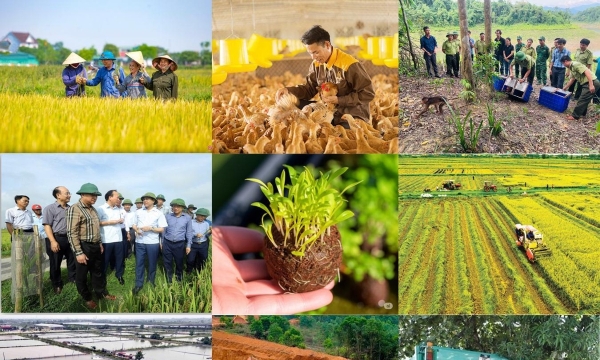 Xây dựng Luật sửa đổi, bổ sung một số điều của 10 luật trong lĩnh vực nông nghiệp và môi trường