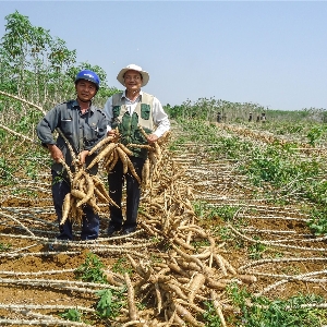 Tính đến cuối năm 2025, cả nước có khoảng 517.000 ha sắn với sản lượng đạt 10,5 triệu tấn. Ảnh minh họa.