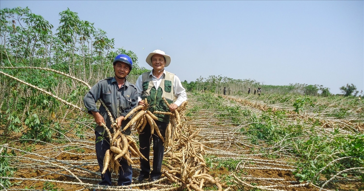 Xăng sinh học E10 mở ra cơ hội tiêu thụ bền vững cho ngành sắn