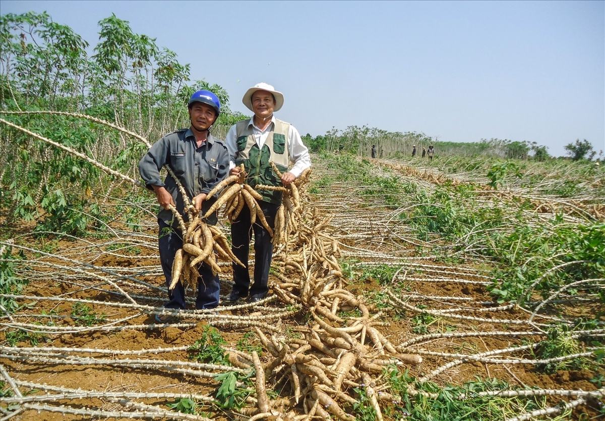 Tính đến cuối năm 2025, cả nước có khoảng 517.000 ha sắn với sản lượng đạt 10,5 triệu tấn. Ảnh minh họa.