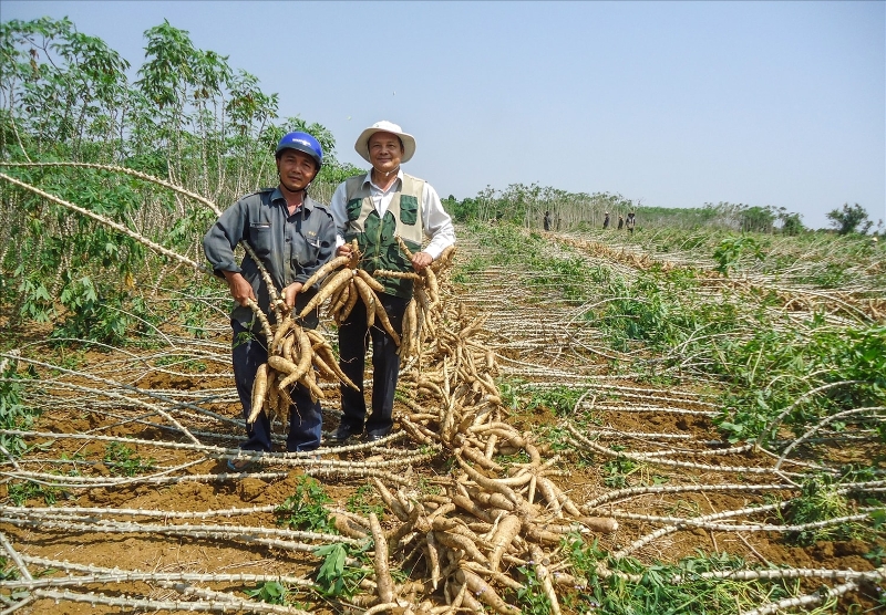 Tính đến cuối năm 2025, cả nước có khoảng 517.000 ha sắn với sản lượng đạt 10,5 triệu tấn. Ảnh minh họa.