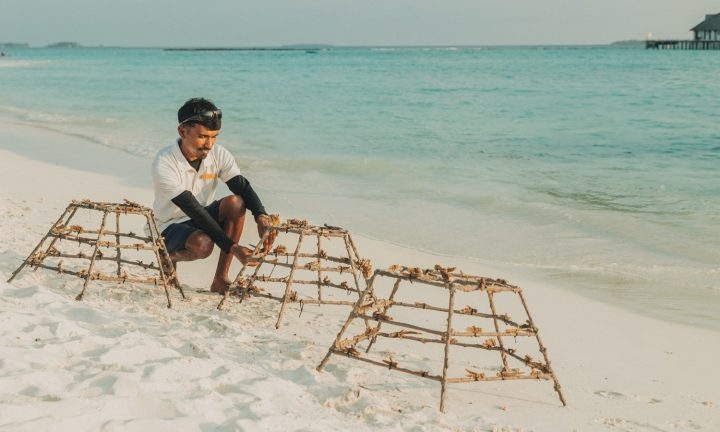 Mỗi khách sạn tại Maldives đều cố gắng có một nhà sinh vật biển.