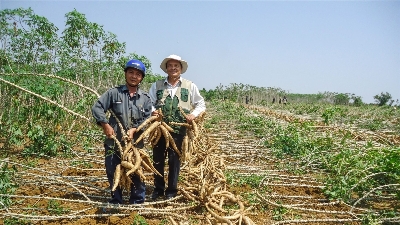 Vietnam exports 1.8mln tons of cassava in 5M, earning $613.7mln