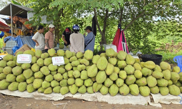 Liên thông dữ liệu vùng trồng để đáp ứng EUDR