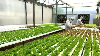 HCM City establishes seven high-tech agricultural zones