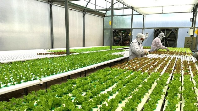 HCM City establishes seven high-tech agricultural zones