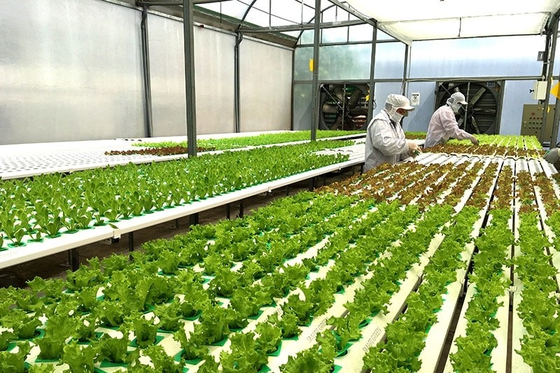 HCM City establishes seven high-tech agricultural zones