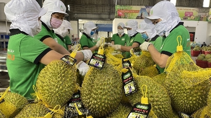 First Vietnam–China Agricultural Trade Connectivity Forum opens in HCM City