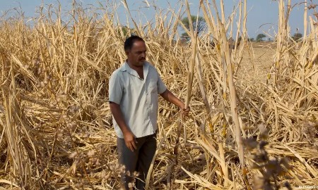 Ấn Độ chuẩn bị kịch bản ứng phó El Niño mạnh đe dọa mùa gió mùa khô hạn