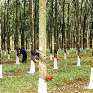Xuất khẩu cao su sang EU phải tuân thủ EUDR.