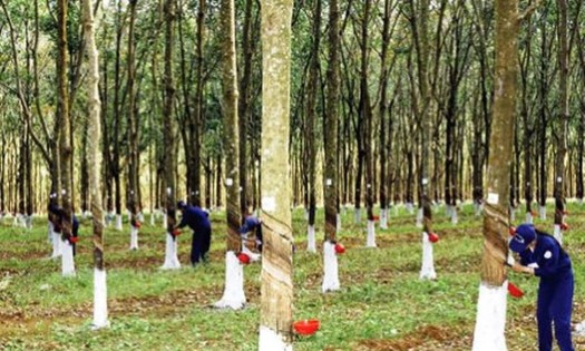 Xuất khẩu cao su sang EU phải tuân thủ EUDR.