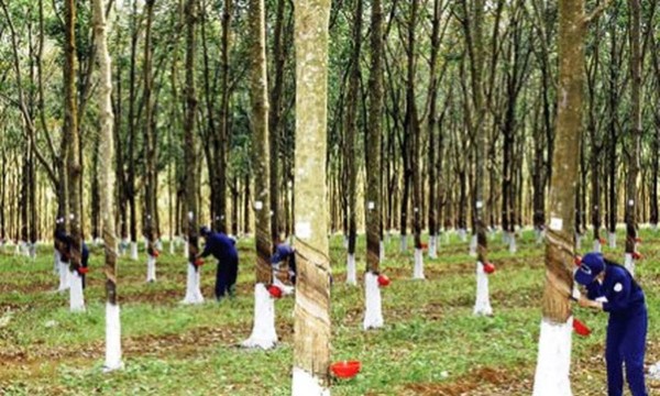 Việt Nam tăng tốc chuẩn bị thực thi EUDR, ngành cao su bước vào giai đoạn quyết định