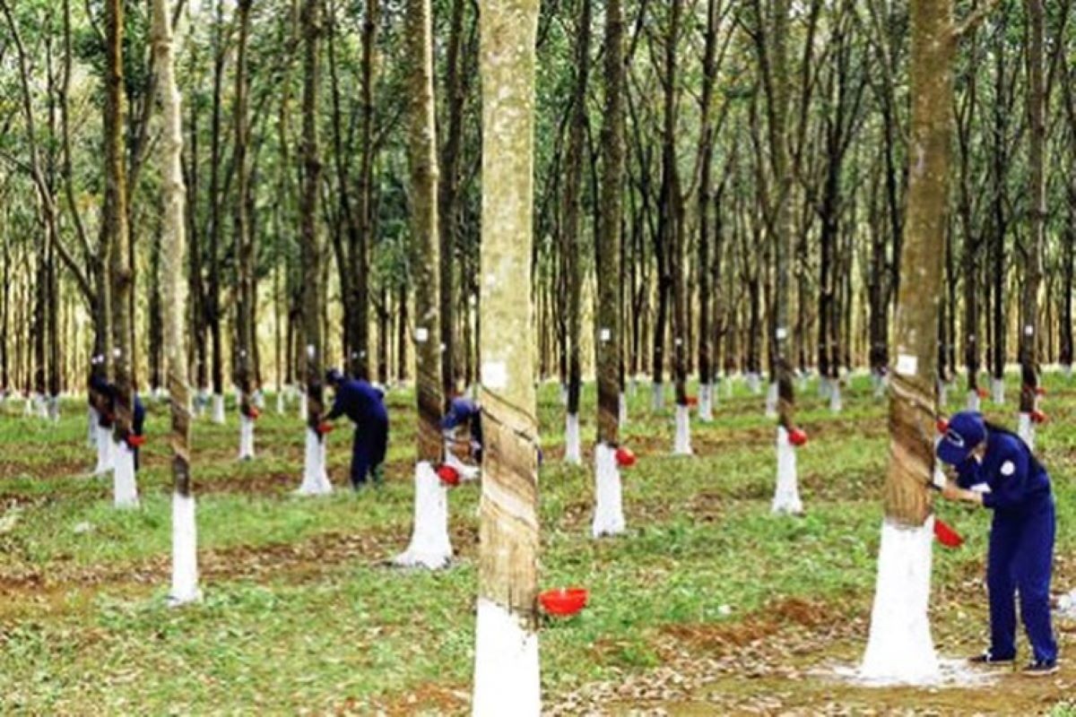 Xuất khẩu cao su sang EU phải tuân thủ EUDR.