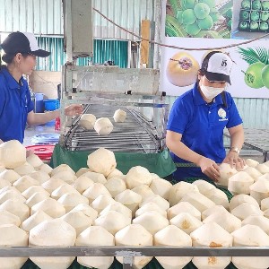 Dừa Việt Nam đang củng cố vững chắc vị thể dẫn đầu tại thị trường Đài Loan. Ảnh minh họa.