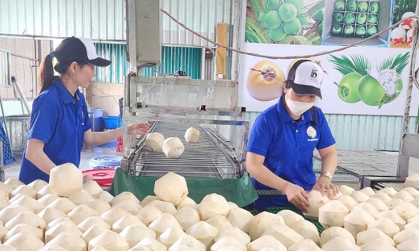 Cơ hội lớn để dừa Việt Nam tiếp tục khẳng định vị thế dẫn đầu tại Đài Loan