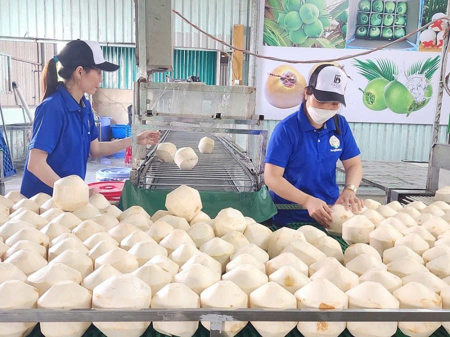 Dừa Việt Nam đang củng cố vững chắc vị thể dẫn đầu tại thị trường Đài Loan. Ảnh minh họa.
